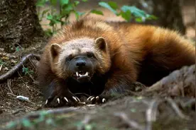 神奇渔貂，暴打猞猁！鼬科真的比猫科动物强？图片