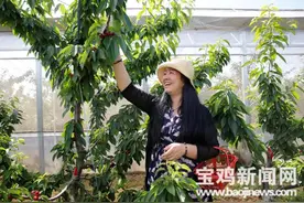 宝鸡扶风：大红樱桃串起贫困群众的致富梦图片