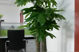 养什么花“吉利”？园艺师教你，这6种花谁养谁喜欢图片