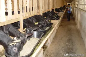 努比亚黑山羊一天喂多少料，农村怎么利用青饲料喂养努比亚黑山羊图片