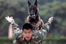 原来“马犬”这么“可怕”，怪不得养过的人，都说不会再养了图片