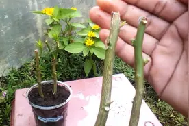 “高温高湿”天，适合扦插3种花，呼呼窜白根，插一棵活一棵图片