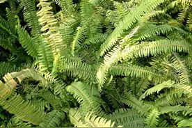 石头缝中生出的一种“蜈蚣草”，能吸收重金属，能当矿炼？图片