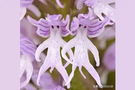 大自然中那些好玩的冷知识，赶紧来看吧图片