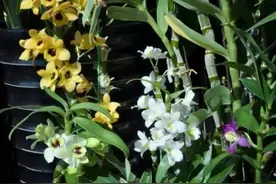 家里为什么要种植石斛图片