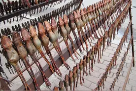 20年减少2.3亿只，吉林林蛙一斤叫价150元，野生蛙难逃一劫？图片