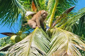 泰国农场奴役猴子摘椰子，一天摘1600个，不听话就拔牙齿图片