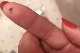 卫生间总有会飞的小黑虫惹人厌，4种方法把它们斩草除根图片