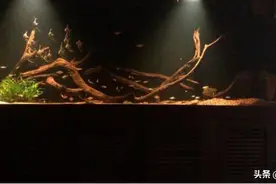 周期性答疑：鱼缸水变黄了的处理办法，榄仁叶会黄水吗？图片