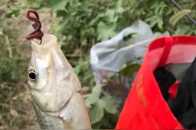 怎样才是正确的蚯蚓挂钩方法图片