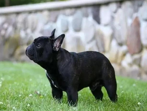 法斗价格多少钱一只 2026年法斗一般价格