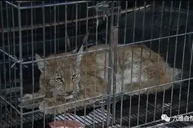 内蒙古一居民家中突现一只猞猁，以为是大猫咪，实际猞猁个性凶猛图片