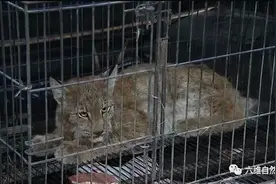 内蒙古一居民家中突现一只猞猁，以为是大猫咪，实际猞猁个性凶猛图片