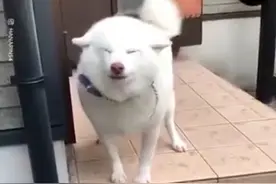 暖心的狗子们迎接主人回家，有人在等你的感觉真的很好图片