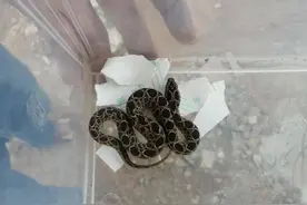 中学男厕发现圆斑蝰蛇，男生尿到一半被吓跑，圆斑蝰蛇有多恐怖？图片