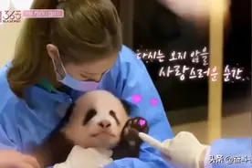 韩女团违规触碰大熊猫引发众怒！网友对线韩国：不会养就还回来图片