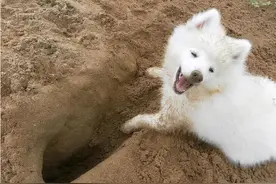 狗狗刨地有5个含义，很多铲屎官都不知道图片