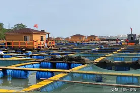 泉州泉港：养殖设施升级 建设“海上田园”图片