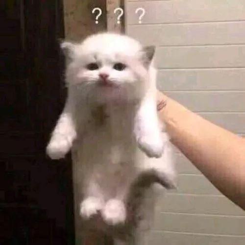 晋城seo排名（直播1小时卖1亿法官们硬核带货）