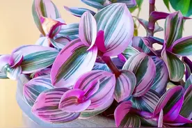 一种比多肉颜色还绚丽的吊兰，好养易上色，紫红色的叶片太迷人图片