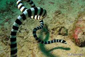 一次能毒死25万只老鼠，中国十大毒蛇之一，最危险的青环海蛇图片