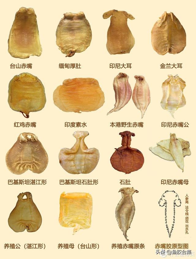 花胶扎胶 2025年花胶的胶