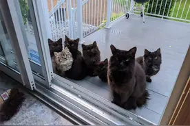 流浪猫妈妈带着六个孩子去蹭饭，主人把它们一家都收养了图片