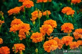 万寿菊花绽放的芳香娇美，百态多姿的花朵非常芬芳，令人陶醉的美图片