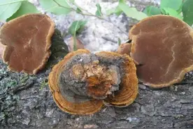 树上黑疙瘩，有“森林黄金”之称，年份越久越值钱，一斤千元以上图片