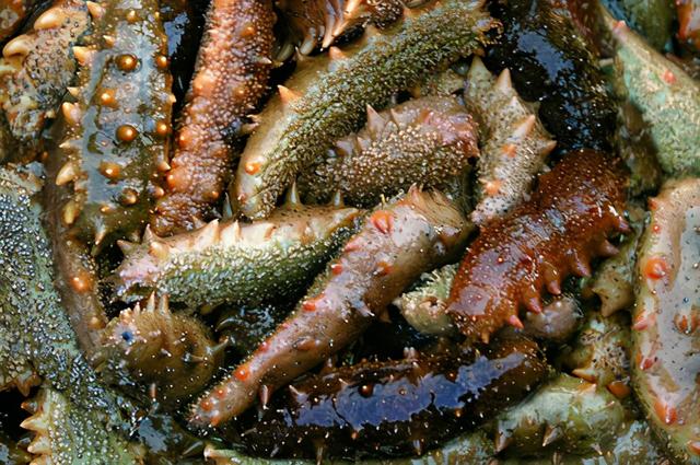 淡干海参价格一斤多少钱 2026年淡干海参多少钱一克