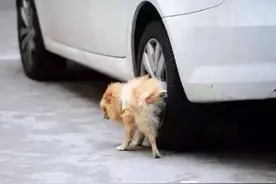 狗狗一天尿几次正常，狗狗排尿次数频繁有哪些原因？图片