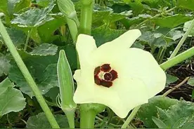 1忌2窍门，加上9基本，种植黄秋葵，秒变内行人！图片