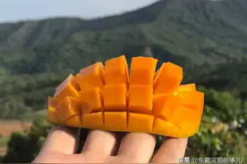 攀枝花大金煌芒甜蜜来袭，香甜浓郁，核薄肉厚，芒果控绝不会错过图片