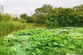 巢湖北岸俗语：“塘里无鱼虾子贵”与“豆腐盘成肉价钱”图片