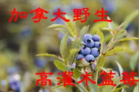 加拿大蓝莓，野生高灌木蓝莓
