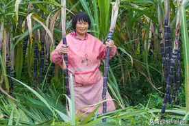从“蔗”里开始蕉岭南磜镇岭背村的“甜蜜的事业”图片