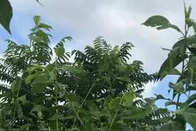 小心踩坑凌晨三点到达河北秦皇岛安检为什么会被劝返……？图片