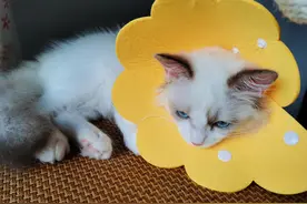 皮皮猫的新玩具（秋千）图片