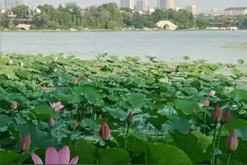 盛夏时节，徐州云龙湖荷花盛开，给人带来一份夏日的清凉感图片