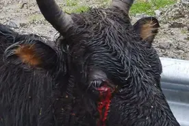 鬼哥的五万里D97 骑记外传：秘境墨脱之美（镇沅县-按板镇）图片