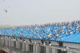「赛鸽资讯」幼鸽飞失的原因和解决办法有哪些？图片