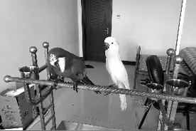 3万多买“国保”鹦鹉当宠物，犯法了图片