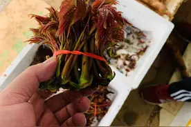 浙江宁波：春笋、香椿、蛏子等批量上市，春季美食正当时图片