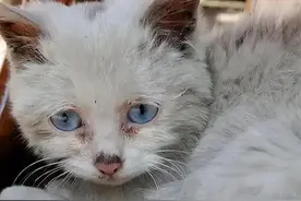 那只吃钢丝球的小流浪猫，被救助三个月后，活成了团宠图片