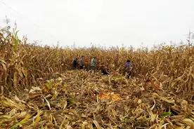 长子县“鸡跳脚”玉米成功拿到“绿色身份证”图片