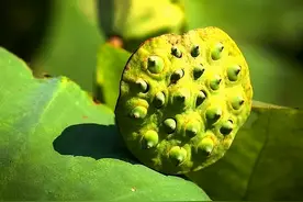 福薄之人往往有这四个“优点”，稍作调整，福气自来图片