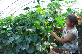 祖辈流传下来的顺口溜，用来种植蔬菜，人人能成为种菜能手图片