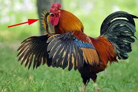 真要变成蜈蚣岛？菲利普岛巨型蜈蚣长30厘米，年吃3700只海鸟图片