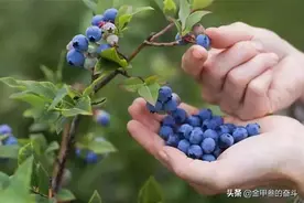盘点东北独有的野生水果，东北风味土特产，是东北人的童年回忆…图片