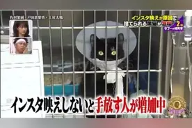 “黑猫不吉利，赶紧扔了吧！！”图片